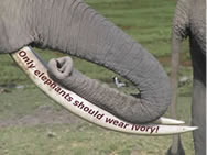 Only elephants should wear ivory. See what you can do to help stop the ivory trade now.